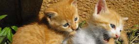 Adopt a kitten