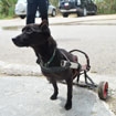 Paralyzed dog needs your help to get a new wheelchair
