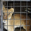 Lebanon joins CITES